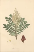 Сумах дубильный (Rhus coriaria). Ботаническая иллюстрация