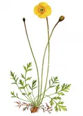 Мак лапландский (Papaver lapponicum) 