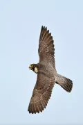 Сапсан (Falco peregrinus) в полёте