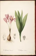 Безвременник (Colchicum autumnale)