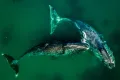 Гренландские киты (Balaena mysticetus) в бухте Врангеля (Хабаровский край)