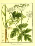 Борщевик обыкновенный (Heracleum sphondylium). Ботаническая иллюстрация
