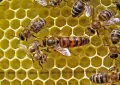Пчелиная матка на соте среди пчёл