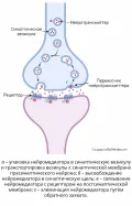 Схема химического синапса