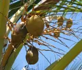 Кокосовая пальма (Cocos nucifera). Плоды