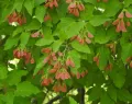 Клён татарский (Acer tataricum). Крылатки
