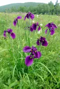 Касатик мечевидный (Iris ensata)