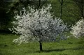 Вишня (Prunus subgen. Cerasus). Цветущее дерево
