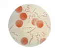 Микроскопическое изображение бактерии Borrelia recurrentis (спирохета Обермейера)