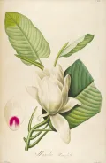 Магнолия крупнолистная (Magnolia macrophylla). Ботаническая иллюстрация