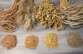 Зёрна злаков, содержащие проламины: пшеница, овёс и рожь