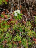 Багульник гренландский (Rhododendron groenlandicum) в национальном парке Банф (Канада)
