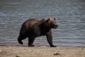 Бурый медведь (Ursus arctos). Общий вид животного