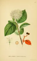 Дёрен кроваво-красный (Cornus sanguinea). Ботаническая иллюстрация