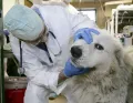 Ветеринарный осмотр пиренейской горной собаки