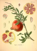 Гранат обыкновенный (Punica granatum). Ботаническая иллюстрация