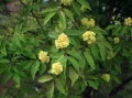 Бузина красная (Sambucus racemosa). Цветущие ветви растения