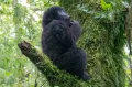Горная горилла (Gorilla beringei subsp. beringei). Детёныш
