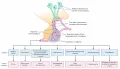 Многообразие функций гормонов гипоталамуса