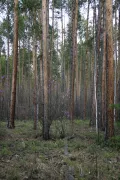 Сосновый лес (Бурятия)
