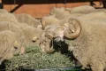 Кормление овец грубым кормом (сено)