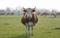 Беременная корова