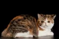 Экзотическая короткошёрстная кошка