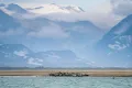 Лежбище тюленей в национальном парке Катмай на полуострове Аляска (штат Аляска, США)