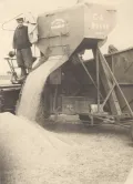 Провеивание семенного зерна комбайном С-4. 1957
