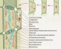 Схема дифференцировки и строения клеток ситовидных трубок растений