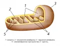 Схема строения митохондрий