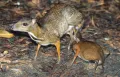 Малый оленёк (Tragulus javanicus) с детёнышем