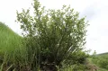 Кизильник алаунский (Cotoneaster alaunicus). Общий вид