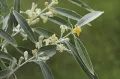 Лох узколистный (Elaeagnus angustifolia). Соцветие