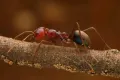 Мясной муравей (Iridomyrmex purpureus)