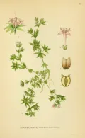 Ясменник полевой (Asperula arvensis). Ботаническая иллюстрация