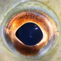 Глаза рыбы
