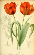 Тюльпан Альберта (Tulipa alberti). Ботаническая иллюстрация