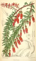 Агапетес змеевидный (Agapetes serpens). Ботаническая иллюстрация
