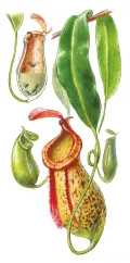 Насекомоядные растения. Непентес гибридный (Nepenthes hybrida). Ветвь с кувшинами на разных стадиях развития, слева вверху – кувшин (в разрезе) с попавшими в него насекомыми