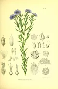 Лён обыкновенный (Linum usitatissimum). Ботаническая иллюстрация