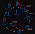 Жизненный цикл слизевика Dictyostelium discoideum в присутствии штамма-обманщика