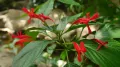 Руэллия крупнолистная (Ruellia macrophylla). Цветы