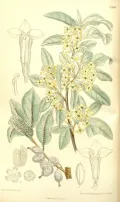 Лох серебристый (Elaeagnus commutata). Ботаническая иллюстрация