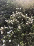 Багульник гренландский (Rhododendron groenlandicum). Общий вид растения