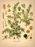 Можжевельник обыкновенный (Juniperus communis). Ботаническая иллюстрация  