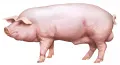 Свинья скороспелой мясной породы