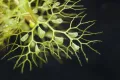 Пузырчатка обыкновенная (Utricularia vulgaris). Ловчие пузырьки
