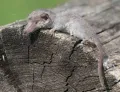 Эт­рус­ская мышь (Suncus etruscus)