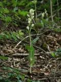 Пыльцеголовник крупноцветковый (Cephalanthera damasonium)